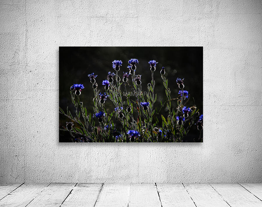 Night Dance Wall Preview