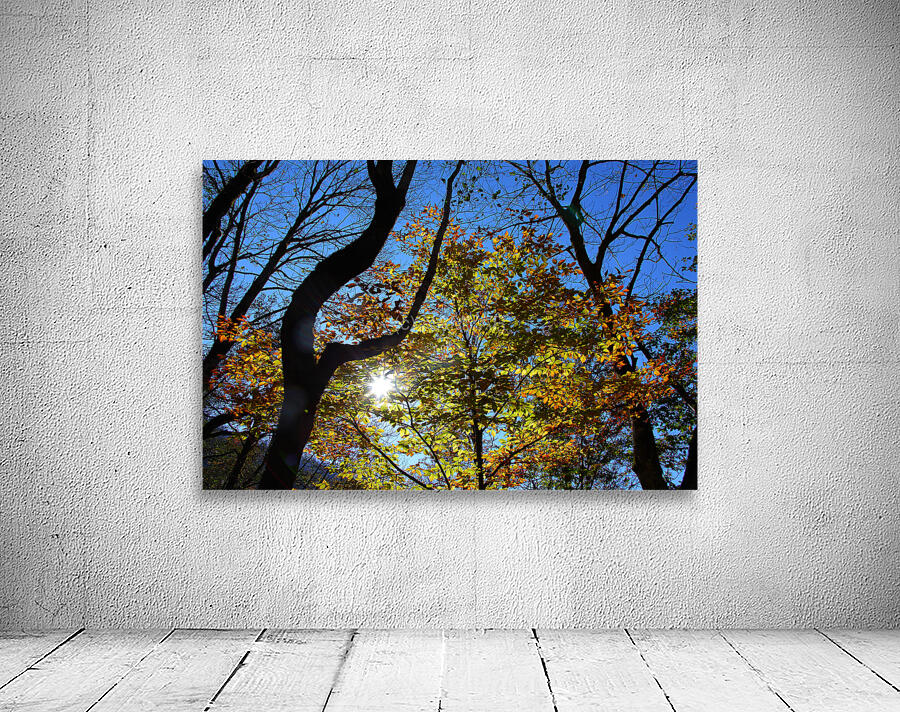 Through the Leaves Wall Preview