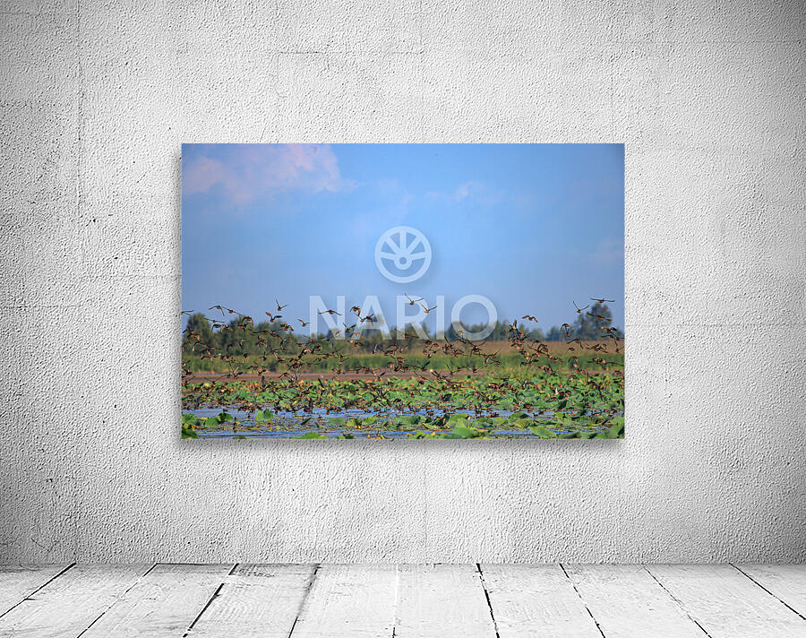 Flight of Freedom Wall Preview