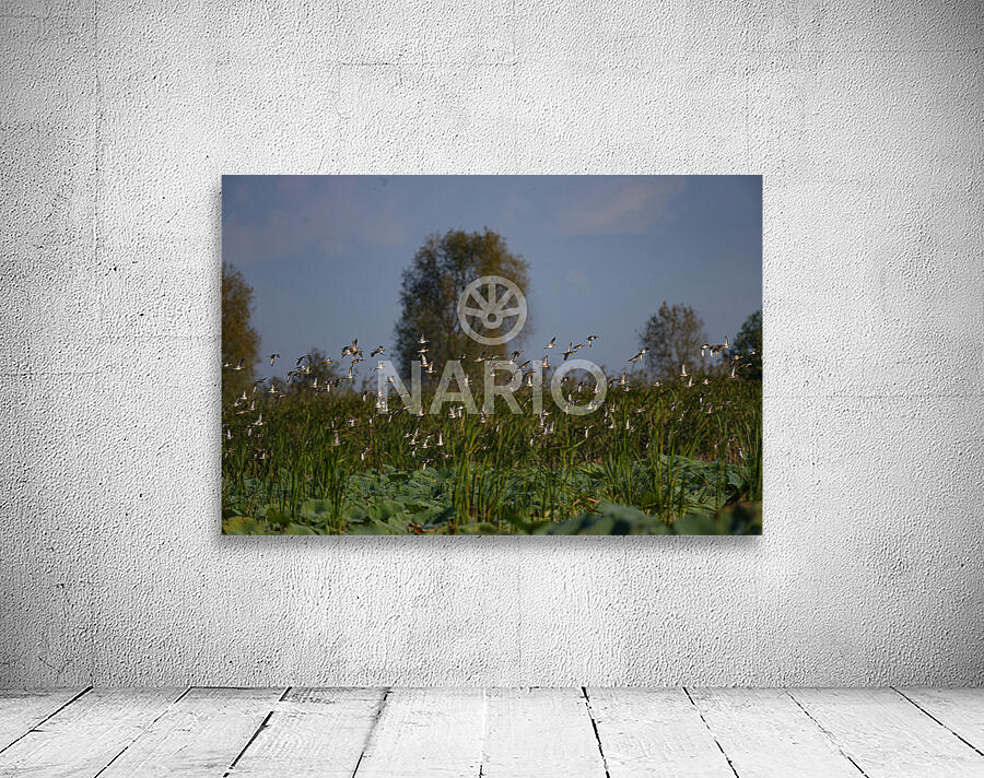 Whispers of the Marsh Wall Preview