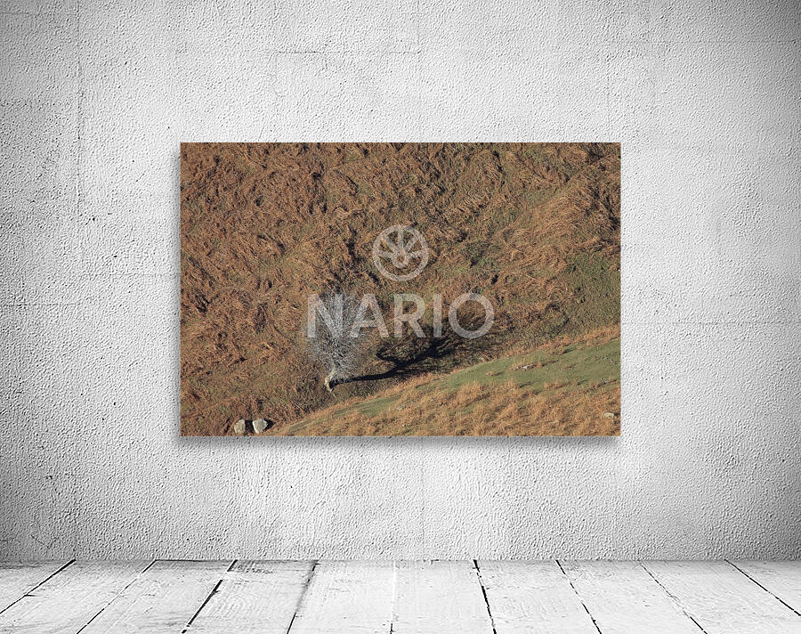 Solitary Shadow Wall Preview