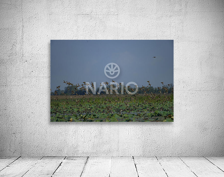 Wings Over the Wetland Wall Preview