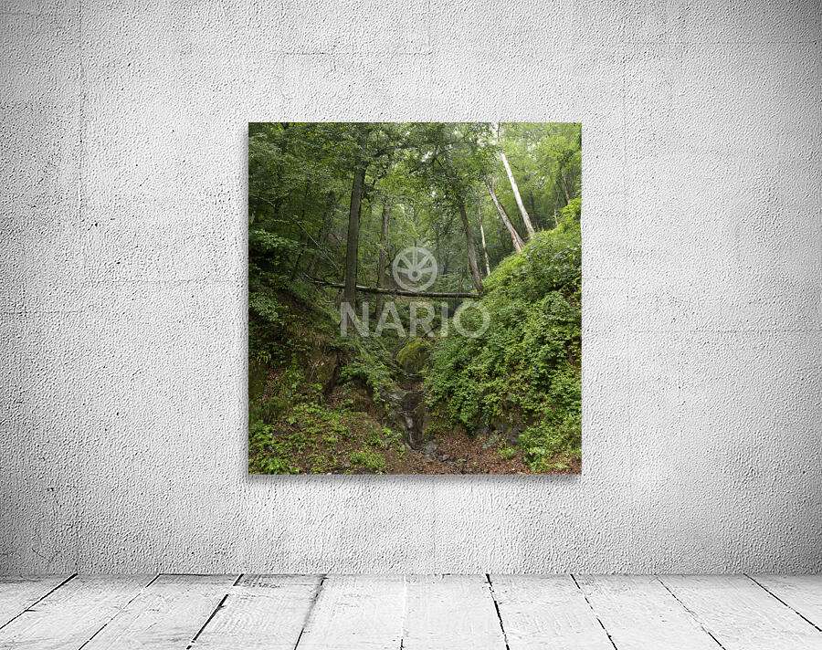 Mystic Forest Wall Preview