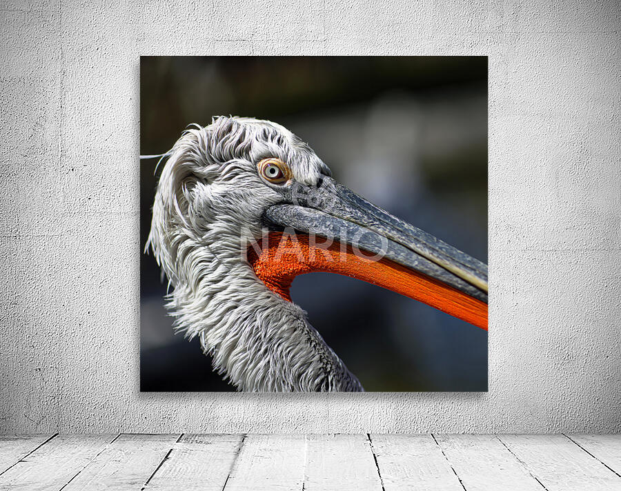 Portrait of a Pelican Wall Preview