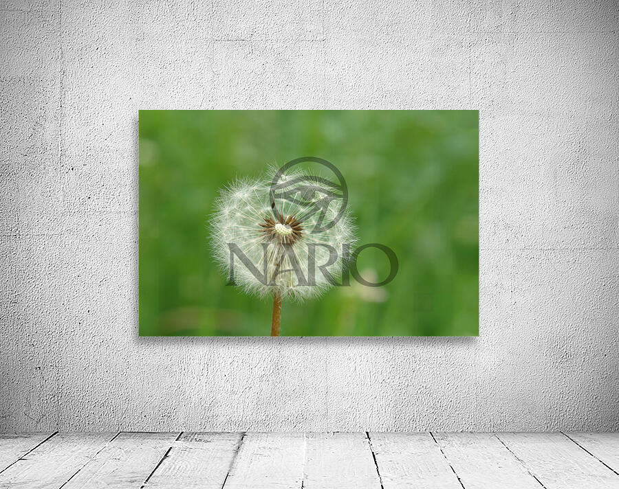 Dandelion Wall Preview