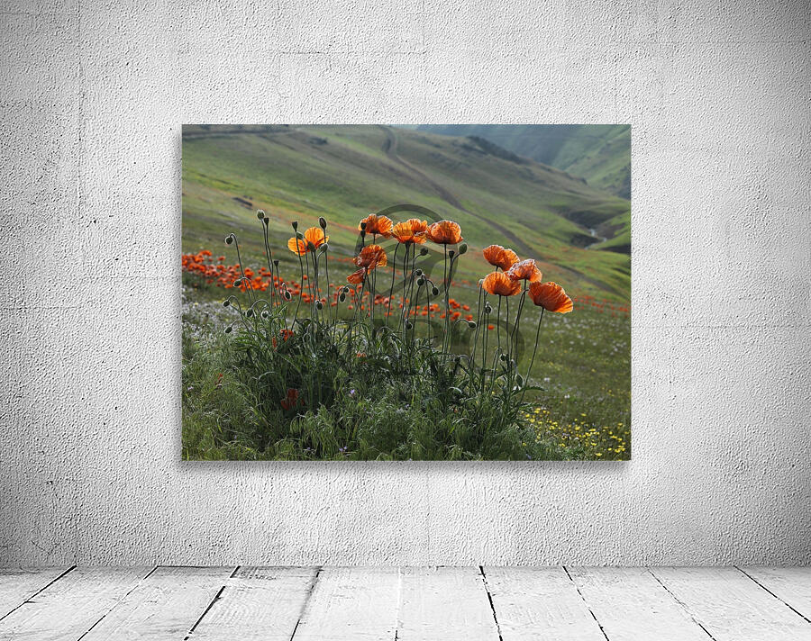 Dance of Poppies Wall Preview