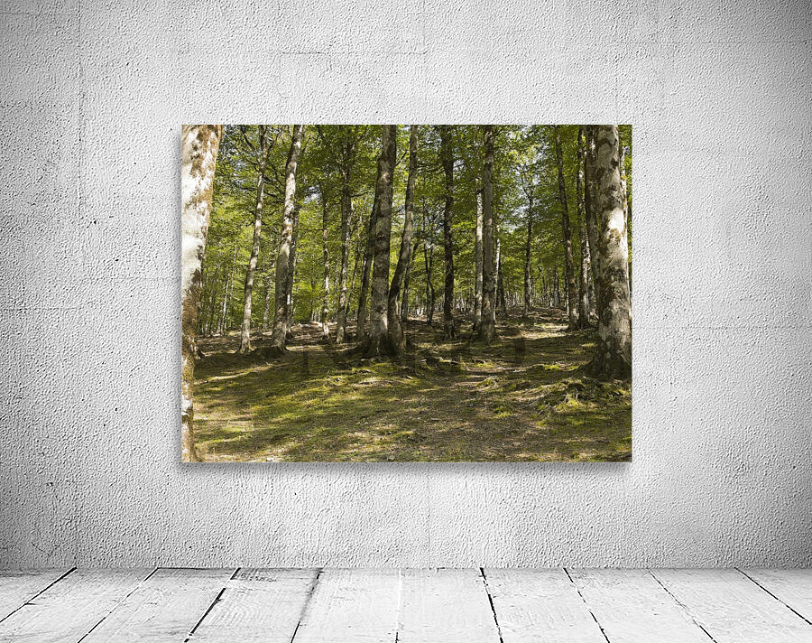 Breath of Hyrcanian Forest Wall Preview