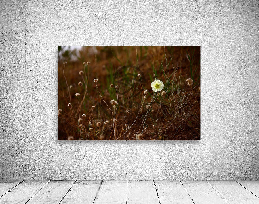 Bloom in Solitude Wall Preview