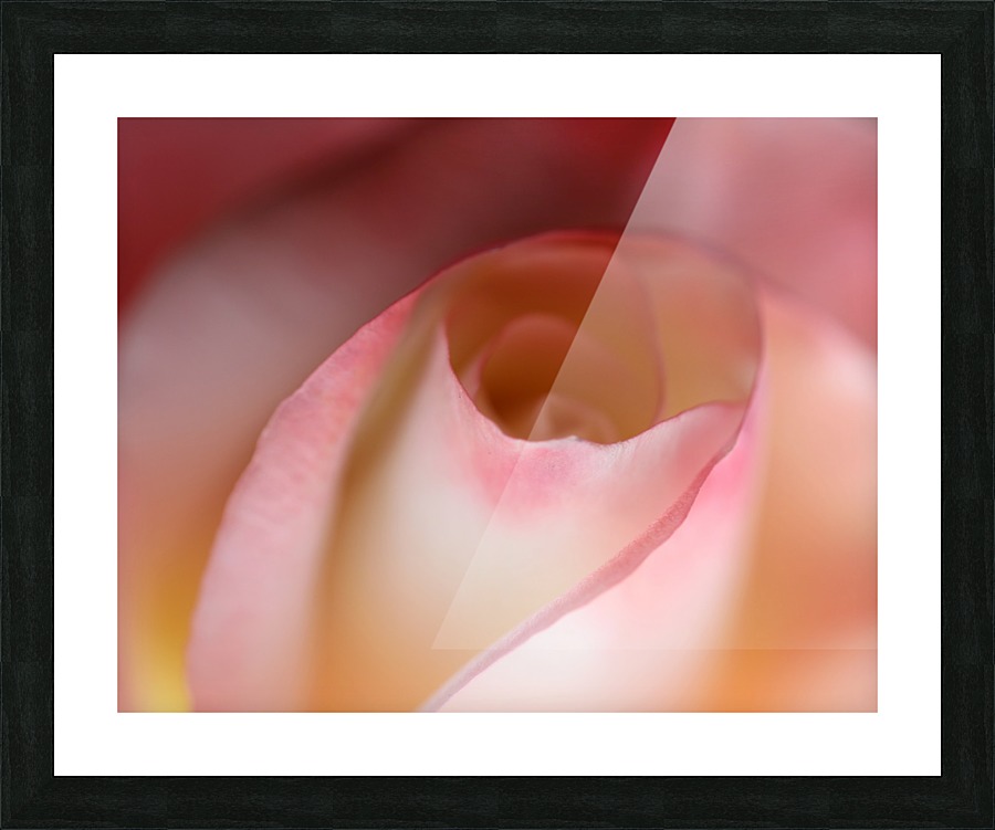 Intimate Rose Picture Frame print