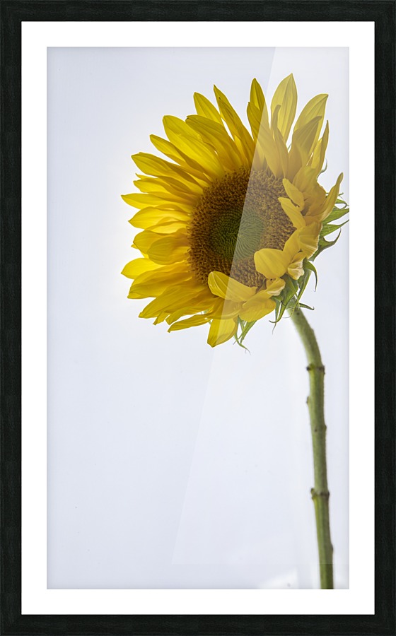 467A5521 Picture Frame print