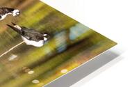 Black-necked Stilt HD Metal print
