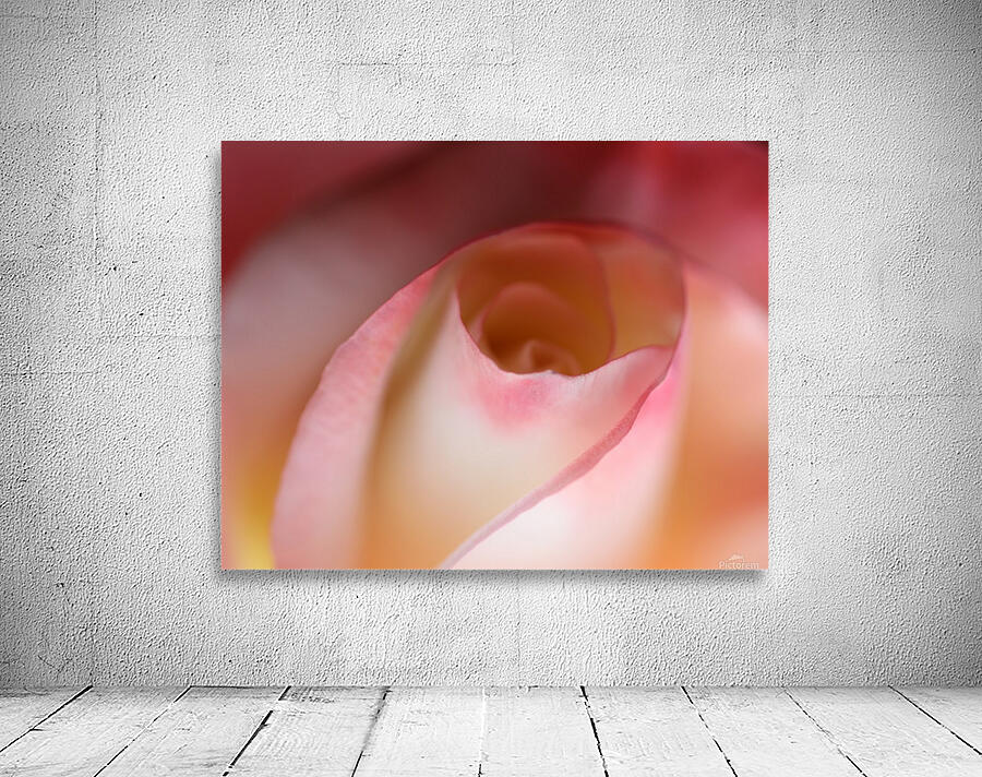 Intimate Rose Wall Preview