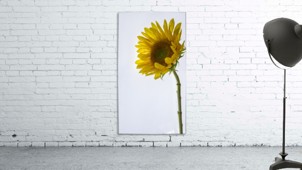 467A5521 Wall Preview