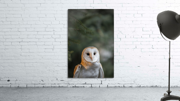 Owl II Wall Preview
