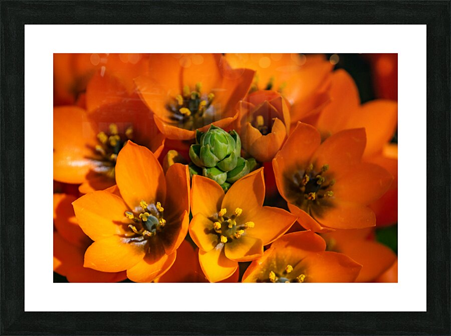 Spring Florals 3 Picture Frame print