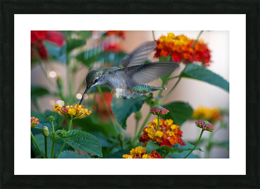 Hummingbird Action 001 Picture Frame print