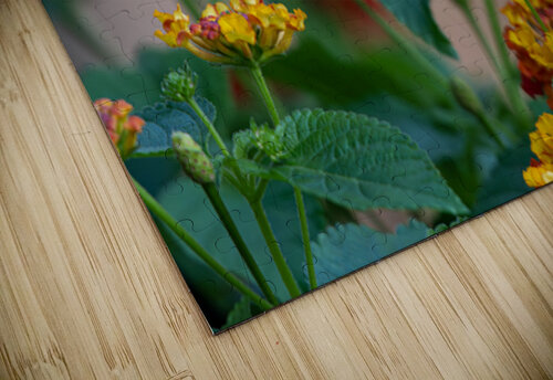 Hummingbird Action 001 Eric W Miller puzzle