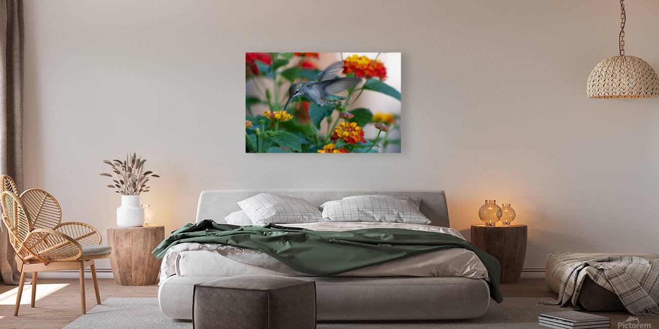 Hummingbird Action 001 Reproduction