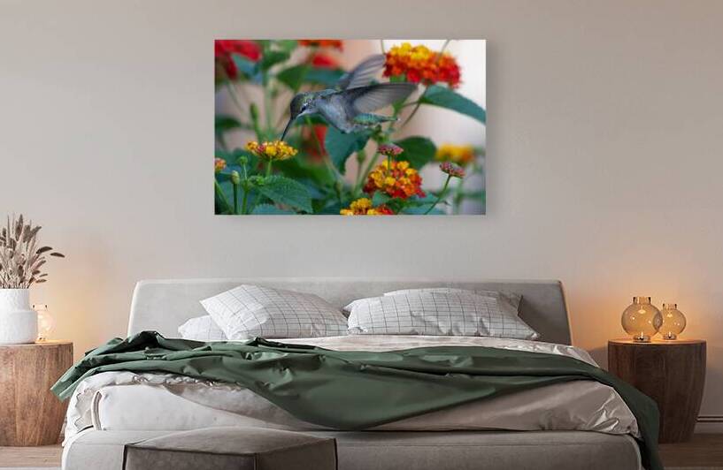 Hummingbird Action 001 Reproduction