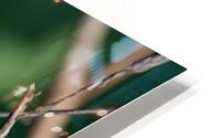 Hummingbird Action 002 HD Metal print