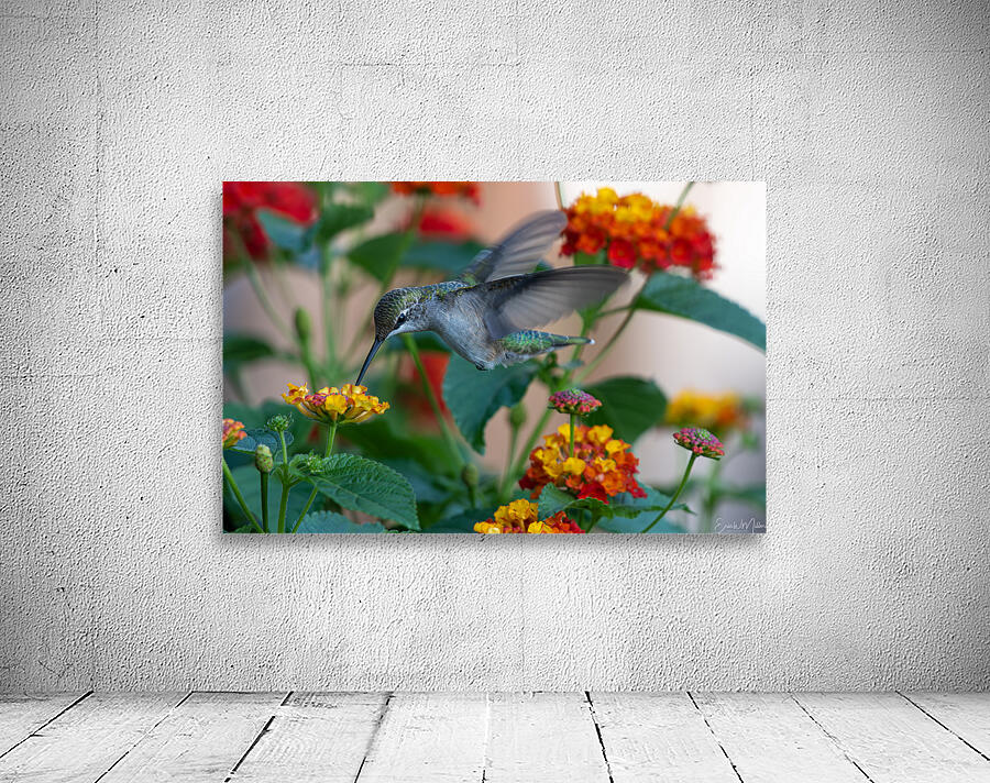 Hummingbird Action 001 Wall Preview