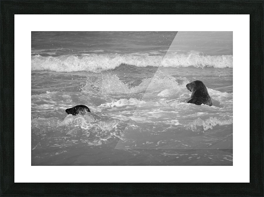 Seals at play Picture Frame print