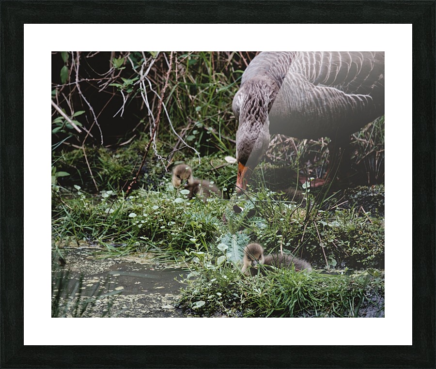 Goslings Picture Frame print