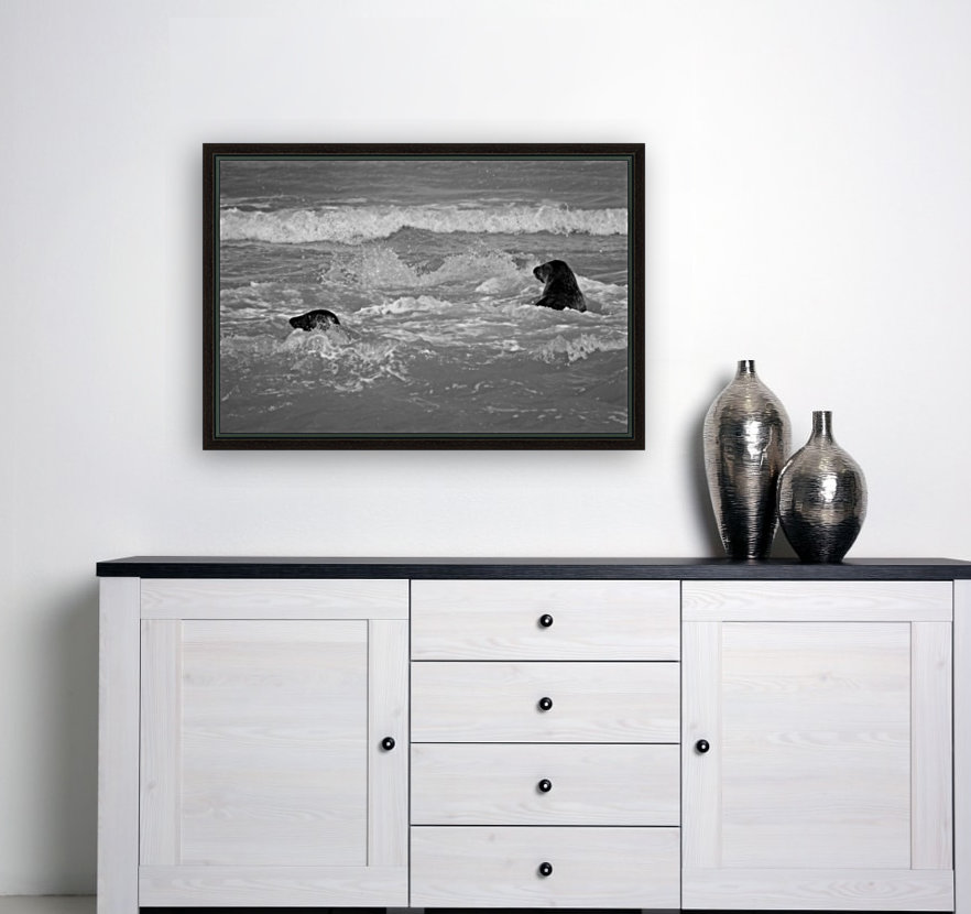 Seals at play Reproduction