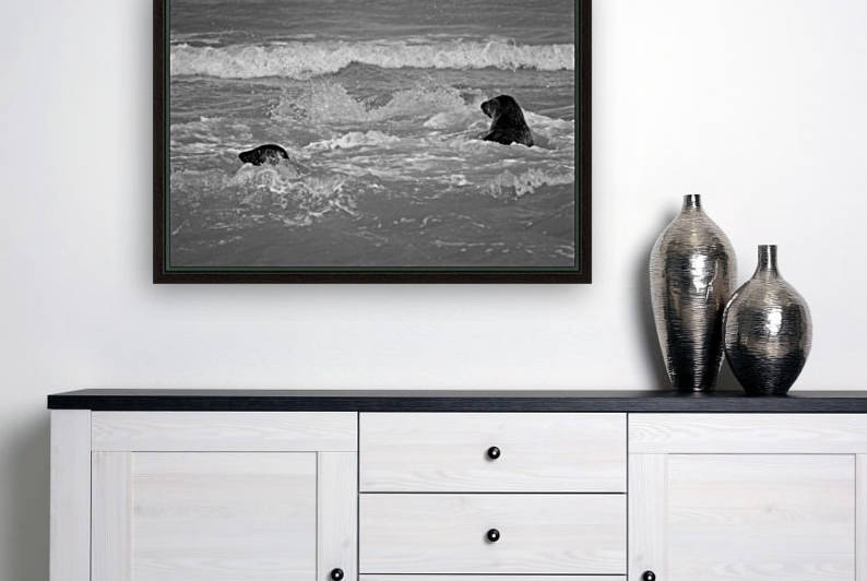 Seals at play by Phillip Watson