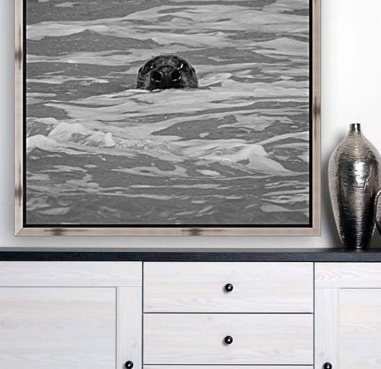 Seal Watching You by Phillip Watson