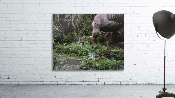 Goslings Wall Preview