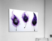 Purple Feathers   Acrylic Print