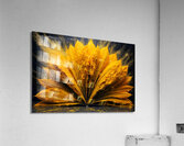The Book Acrylic Print