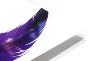 Purple Feathers   HD Metal print