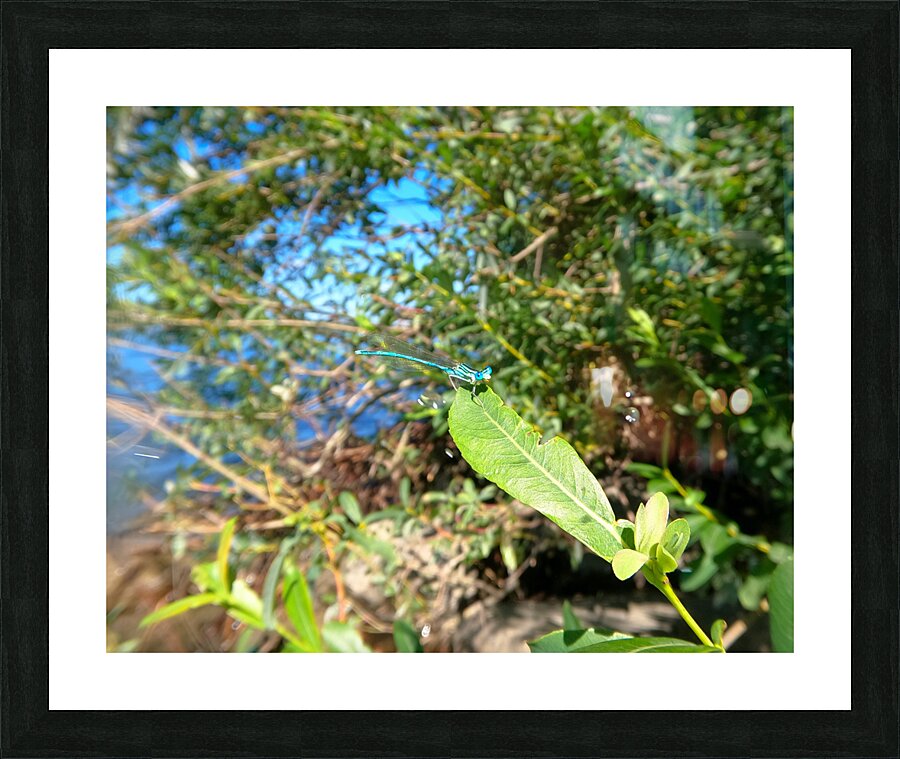 Timmy Dragonfly Picture Frame print