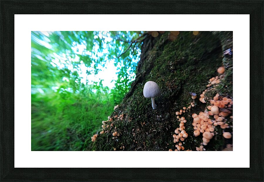 Little Big Mushroom Picture Frame print