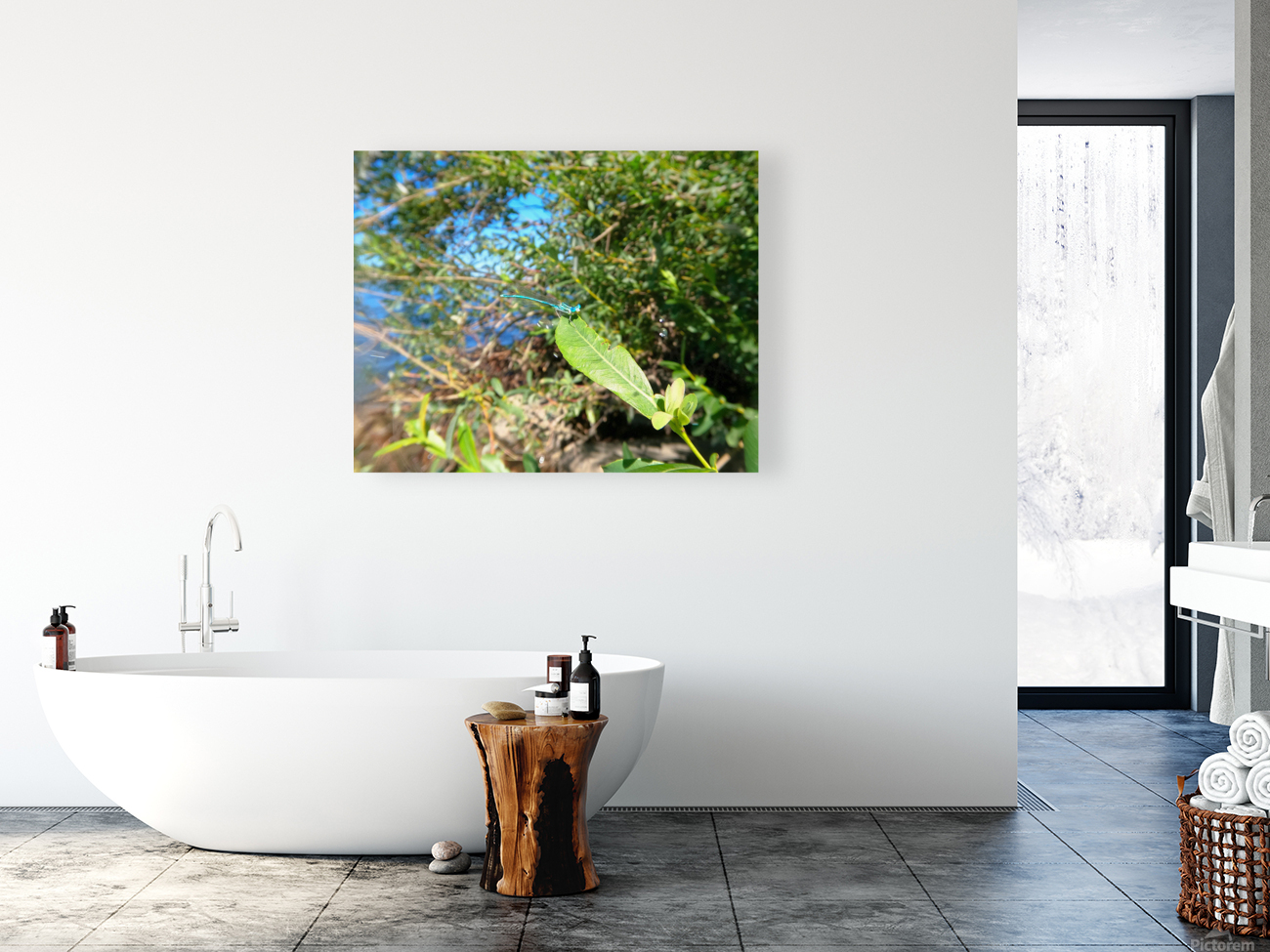 Timmy Dragonfly Reproduction