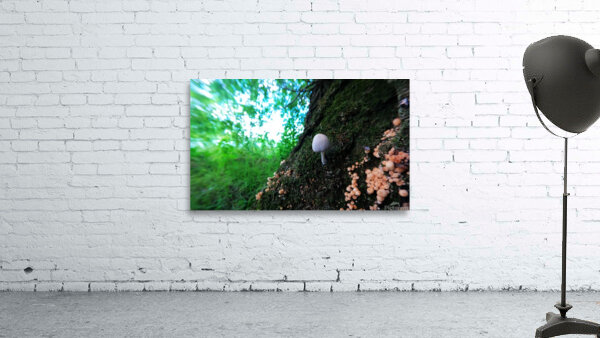 Little Big Mushroom Wall Preview