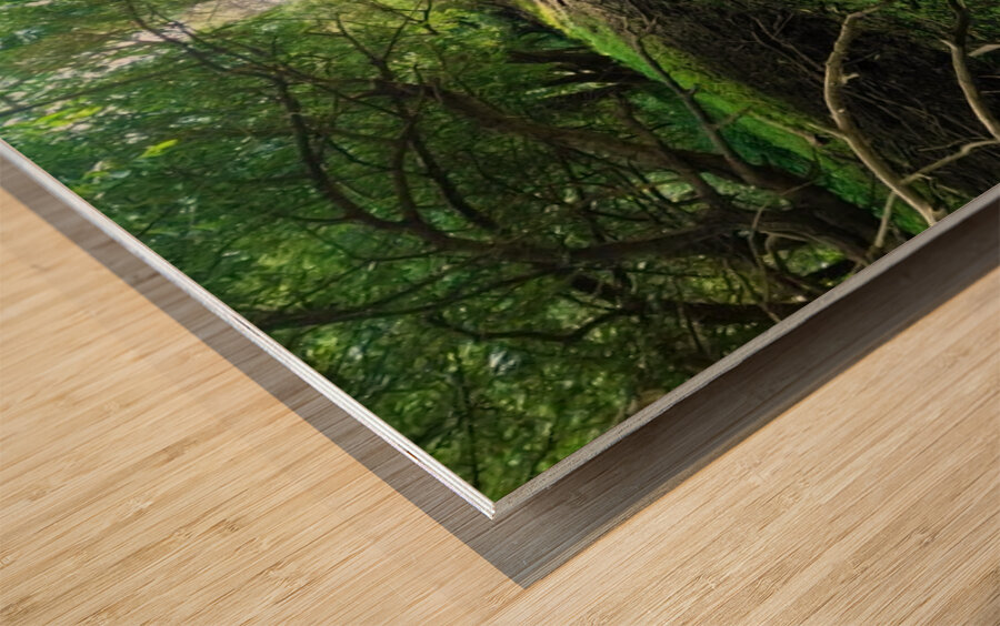 Dry Creek II Impression sur bois