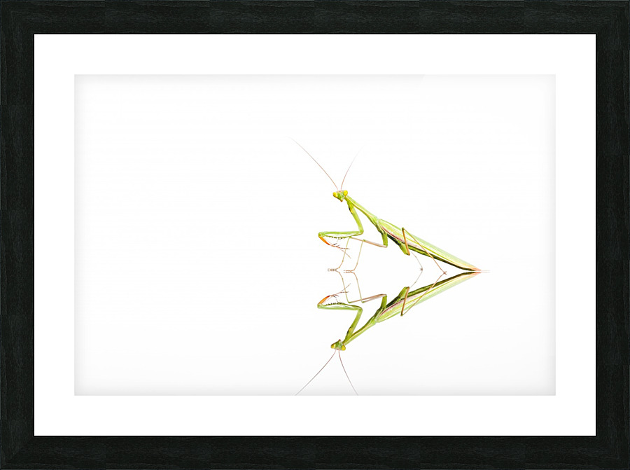 An green Mantis Picture Frame print