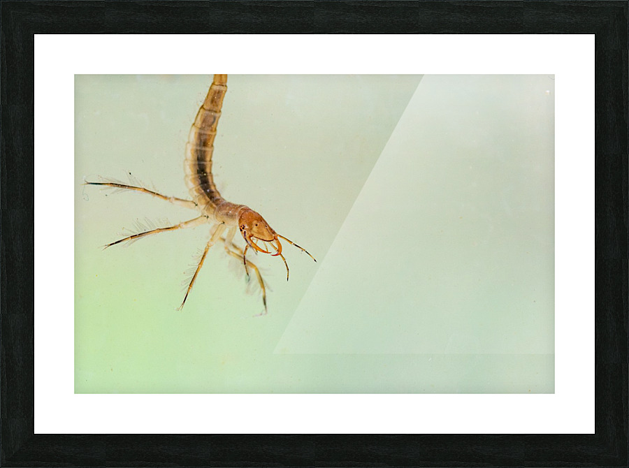 predatory diving beetles Picture Frame print