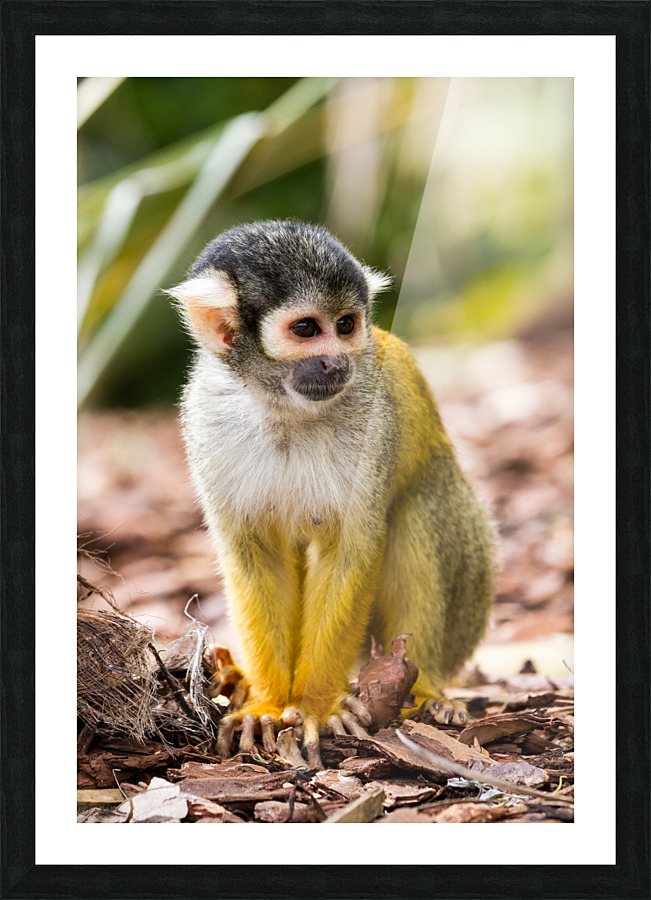 An Squirrel monkey Picture Frame print