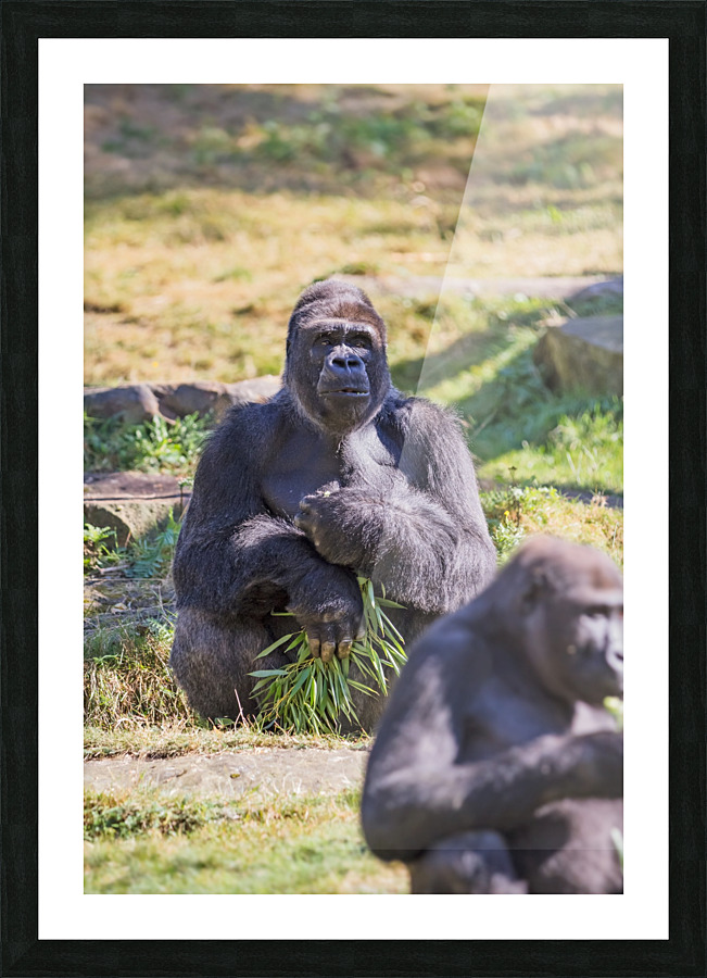 Male gorilla silverback Picture Frame print