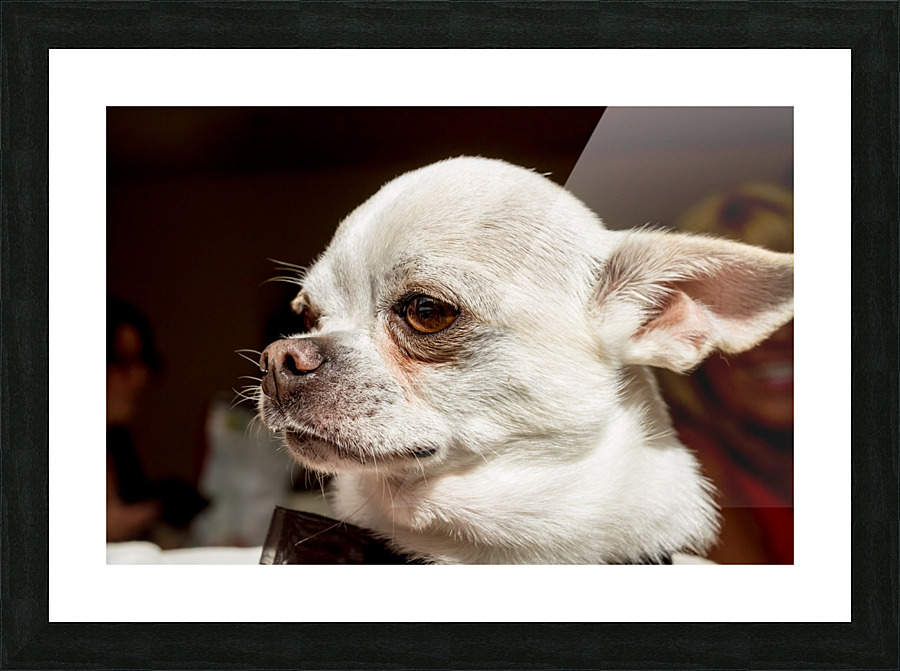 an Chihuahua in close up Picture Frame print