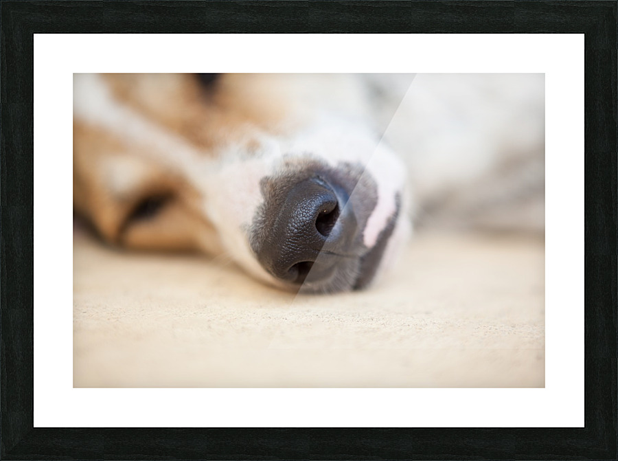 Streetdog Picture Frame print