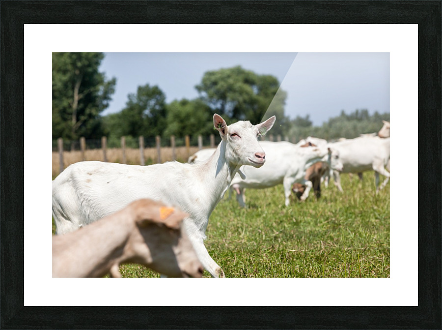 _MG_1732 Picture Frame print