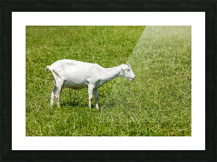 _MG_1873 Picture Frame print
