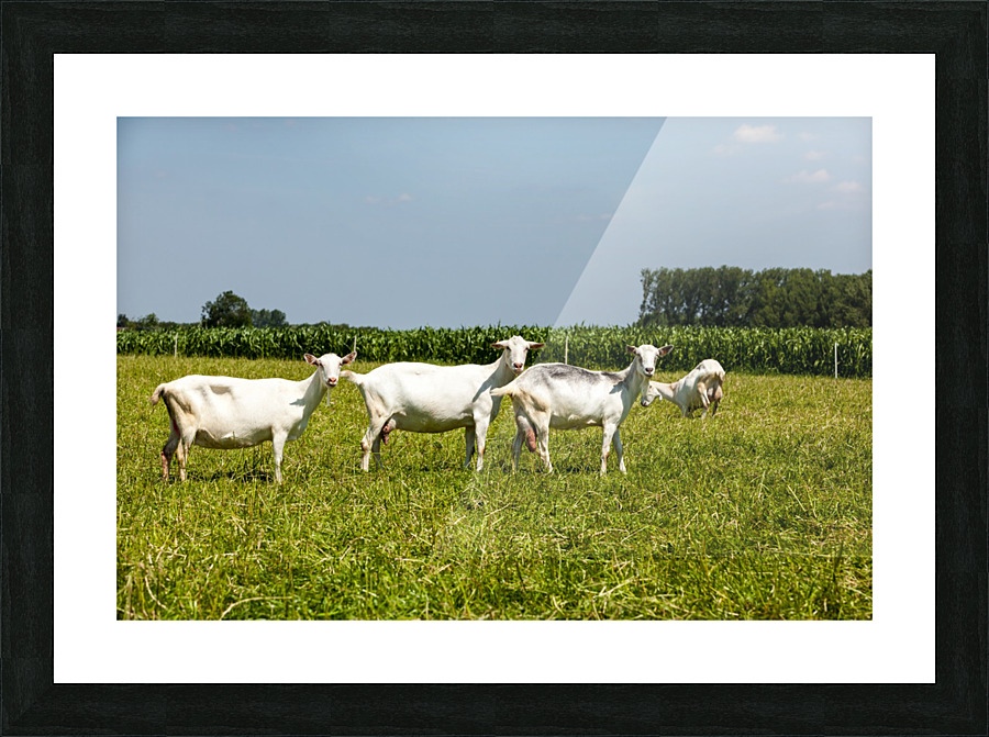 _MG_1866 Picture Frame print