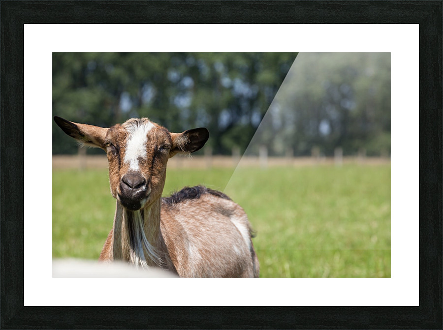 _MG_1765 bewerkt Picture Frame print