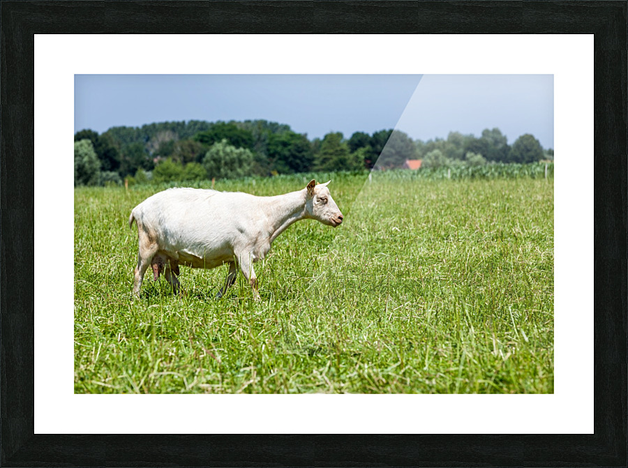 _MG_1870 Picture Frame print